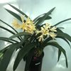 Кливия (Clivia) .